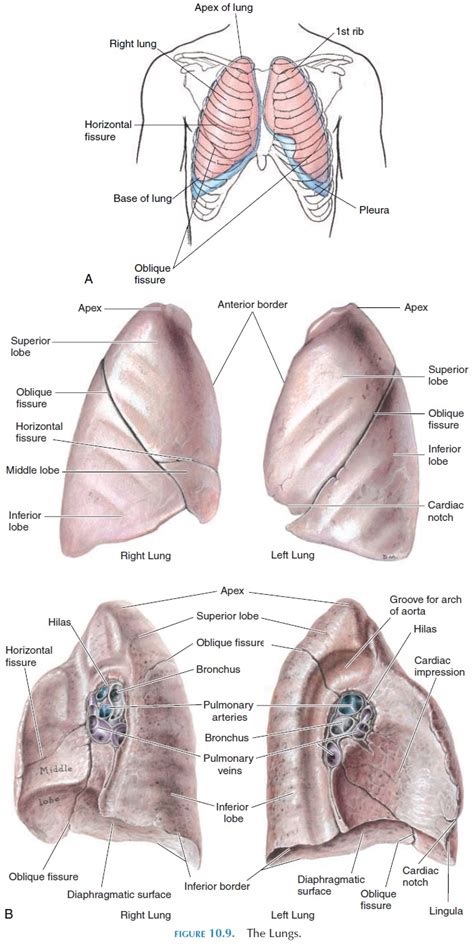 The Lungs - Anatomy of the Respiratory System