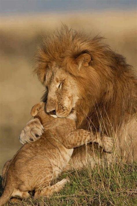 Lion hugging cub | Cats | Pinterest