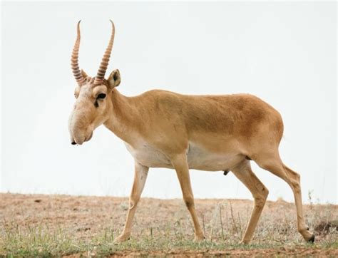 Saiga - Facts, Size, Diet, Pictures - All Animal Facts