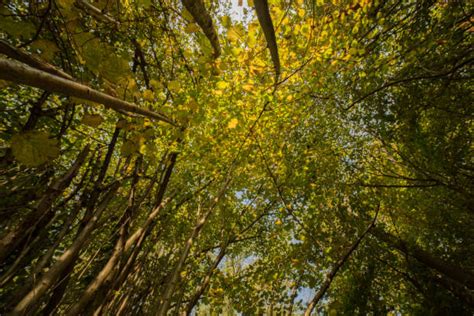 150+ Robinia Tree In Autumn Stock Photos, Pictures & Royalty-Free Images - iStock