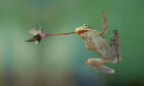 How frogs catch flies with their sticky tongues | Frog, Frog tongue, Amphibians