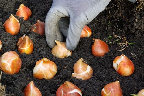 Planting Bulbs In The Ground – Learn How Deep To Plant Bulbs ...