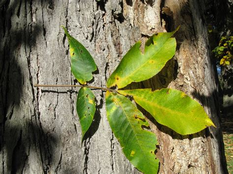 shagbark hickory (Brandeis University ) · iNaturalist