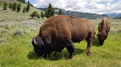 Bison grazing : r/Pictures