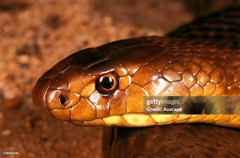 Western brown snake or Gwardar, Pseudonaja nuchalis, close up of ...