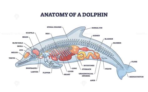 Anatomy of dolphin as animal inner physiological structure outline ...