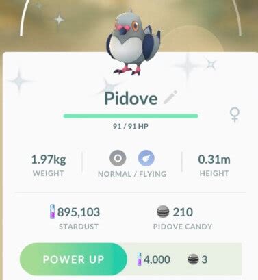 Pidove in Pokemon Go- Guide [2023]