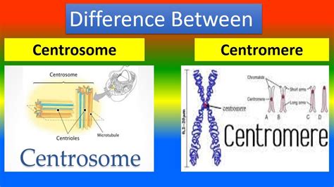 Difference Between Centrosome and Centromere - YouTube