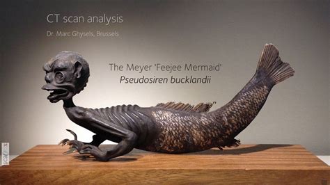 CT scan analysis of the Meyer 'Feejee Mermaid' | Mermaid art, Mermaid, Ancient giants