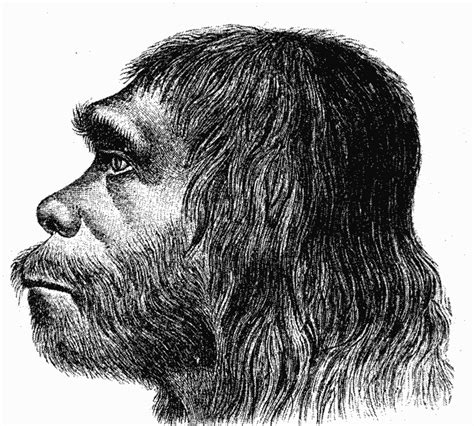 Neanderthal - A-Z Animals