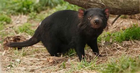 Tasmanian Devil Behavior - AnimalBehaviorCorner