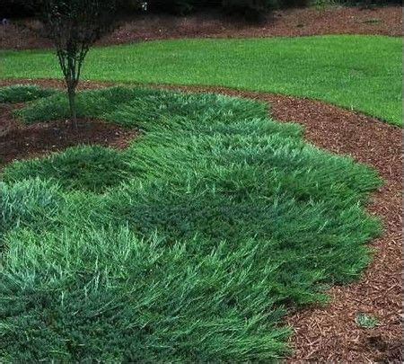 Picture of Bar Harbor Juniper - Gardenality | Ground cover plants ...