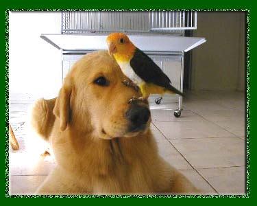 Pet Birds for Sale - White Bellied Caique Parrots for Sale - White ...