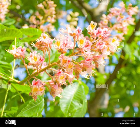 Flower of chestnut tree pink colour Stock Photo - Alamy