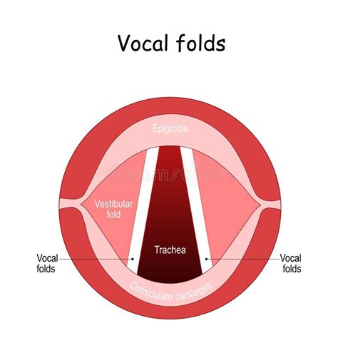 Anatomy Of Vocal Cords Anatomy Drawing Diagram