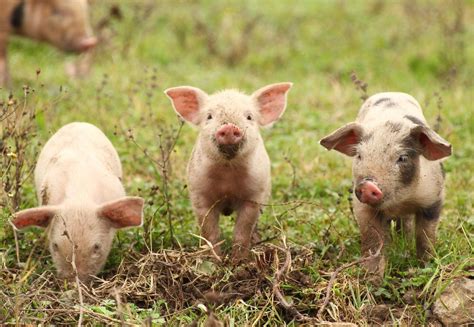 Pigs and Hogs history and some interesting facts