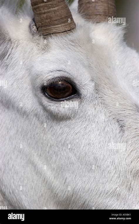 Eye of a mountain goat Stock Photo - Alamy