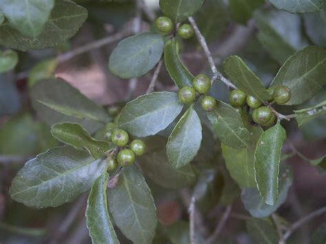 Yaupon Holly – Make Tea from Leaves | Walter Reeves: The Georgia Gardener