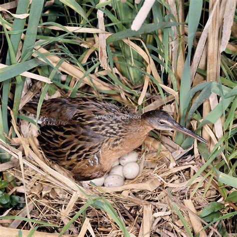 Austing_King_Rail_Nest.tif | WildNaturePhotos, LLC