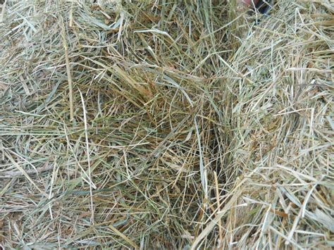 White House Farms: 2000 Bales Premium Orchard Timothy Grass