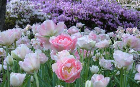 ảnh hoa tulip đẹp nhất thế giới | Z photos - Z photos