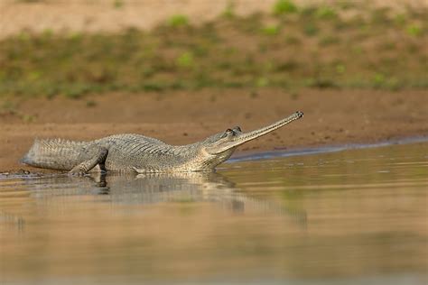 Gharial Facts - Animals of Asia - WorldAtlas