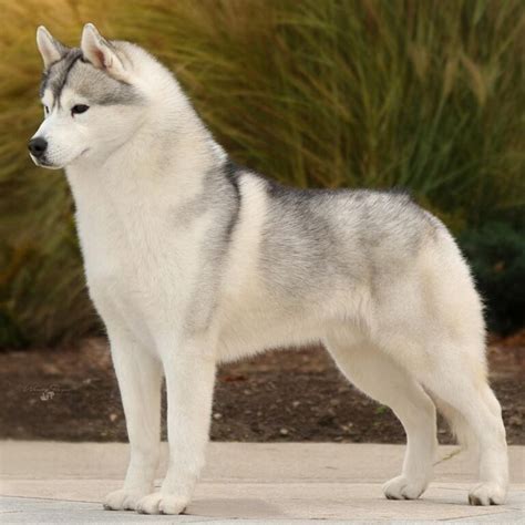 Siberian Husky | For the Love of Purebred Dogs