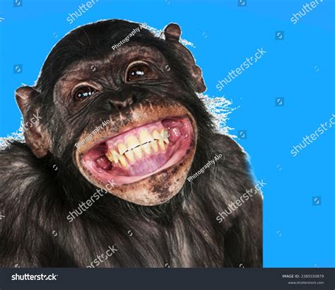 1,254 imágenes, fotos de stock, objetos en 3D y vectores sobre Chimpance riendo | Shutterstock