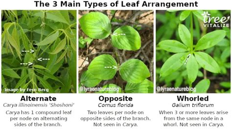 15 Different Types of Pecan Trees & Identifying Features