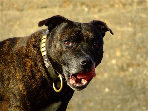 File:Staffordshire Bull Terrier brindle portrait.jpg