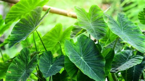 TARO LEAVES BENEFITS - What You Can Get From Taro Leaves