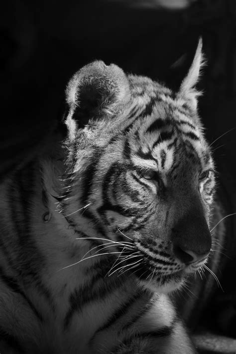 Malayan Tiger Population - Save The Malayan Tiger