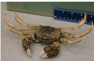 Monitoring the Spread of the Invasive Chinese Mitten Crab with the Smithsonian - SciStarter Blog