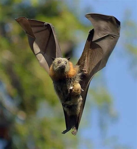 bat with wings in upward position | Cute bat, Baby bats, Bat flying