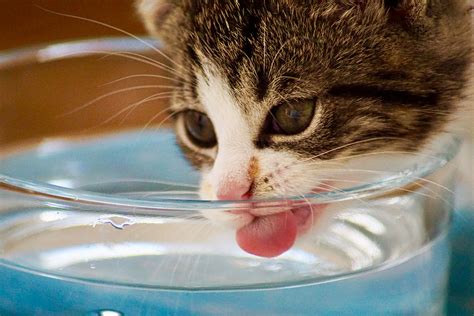 The Importance of Drinking Water for Cats | Australian Cat Lover