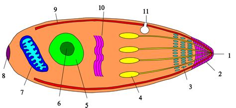 Apicomplexan life cycle - Wikipedia