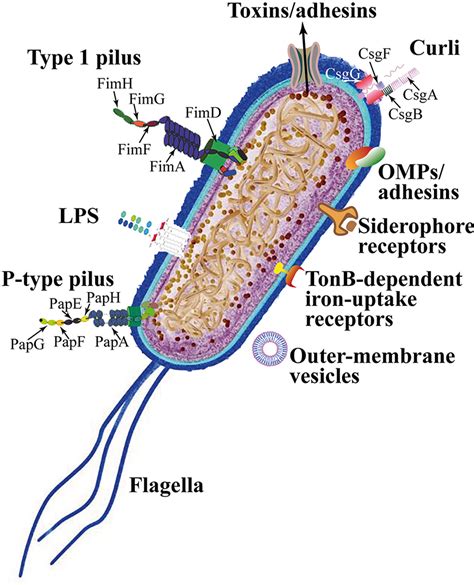 [DIAGRAM] E Coli Diagram - MYDIAGRAM.ONLINE