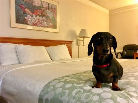Best Pet Friendly Hotel Chains | Pets Animals US