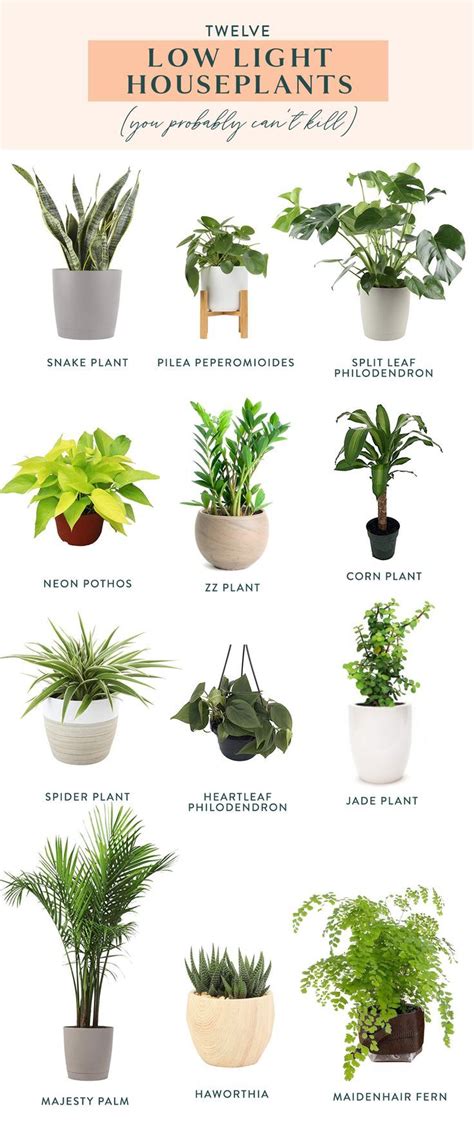 Twelve Low Light Indoor Plants You Probably Can't Kill | Low light ...