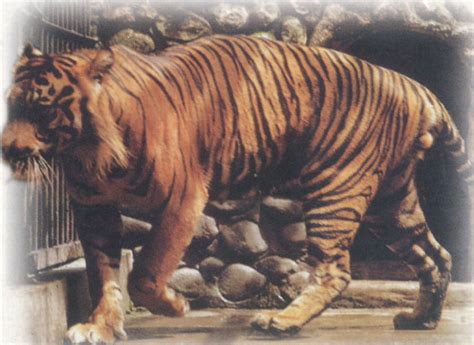 Extinct Subspecies - TIGERS