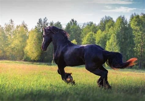 Friesian Horse Breed Guide: Facts, History, & Colors