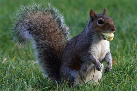 Eating Acorns Might Be U.K. Food Trend for People and Squirrels - Eater ...