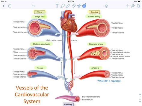 Heart Veins Arteries Capillaries | MedicineBTG.com