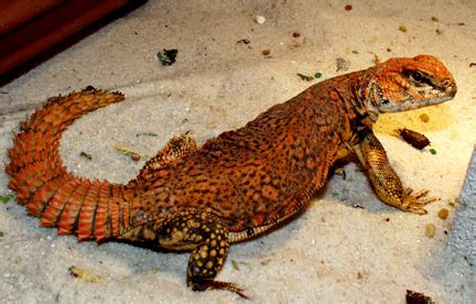 The Uromastyx