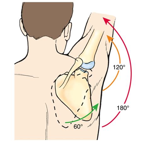 How to Landmine Press For Shoulder Health & Muscle Gains