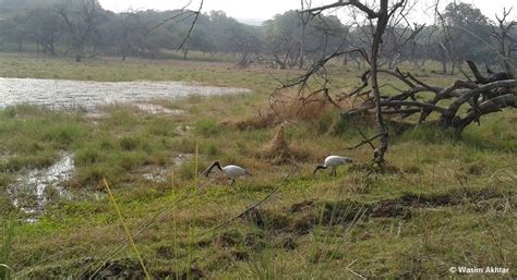 Experience a memorable trip in Ranthambore National Park - Latest News and Blog from ranthambore ...