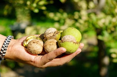 Premium Photo | Walnut tree and hand harvesting walnut selective focus