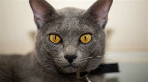 15 Breeds of Cats With Yellow Eyes - My Cat Genius