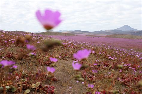 Atacama Desert Plants