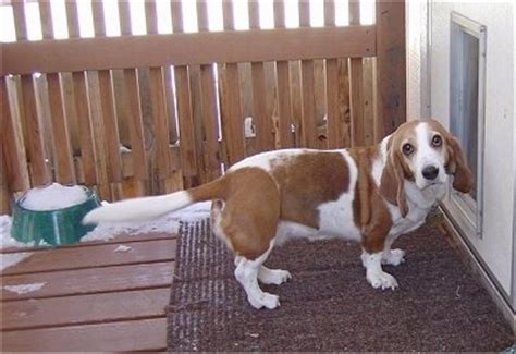 Israbi: Lemon Basset Hound Beagle Mix